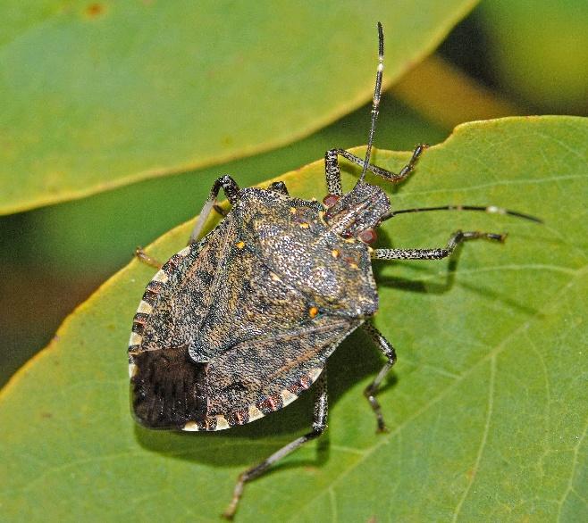 Brown marmorated stink bug on a leaf