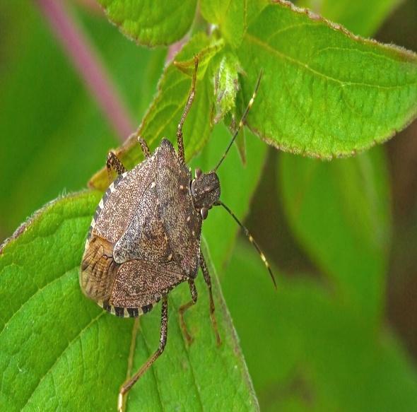 Brown marmorated stink bug on green leaves