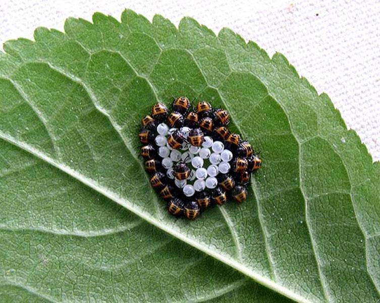 BMSB eggs and nymphs on a leaf