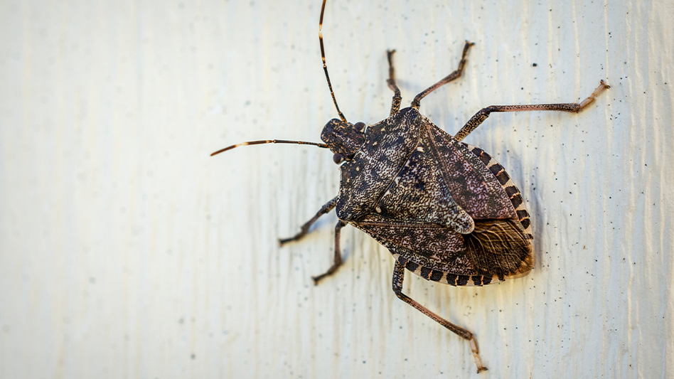 Brown marmorated stink bug on cargo surface