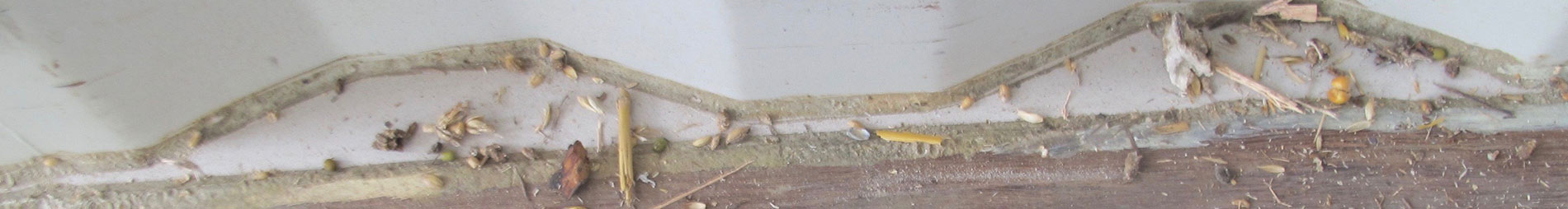 Container interior requiring seed debris removal