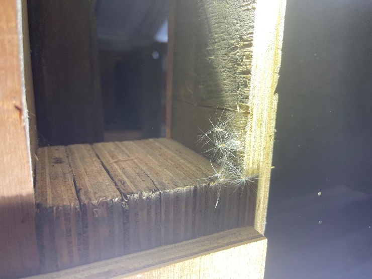 Seed debris at a container threshold
