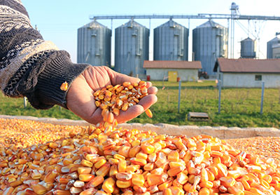 Corn feed handled for silo storage