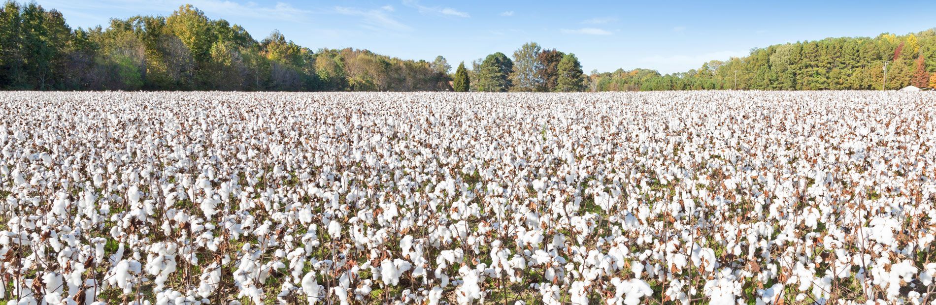 Cotton field