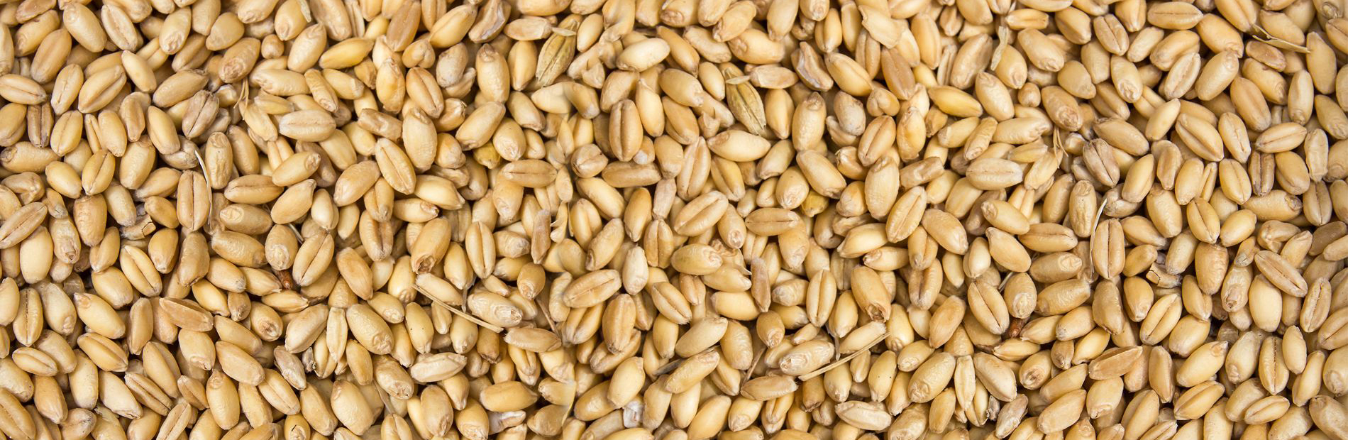 Bulk grain or flour storage